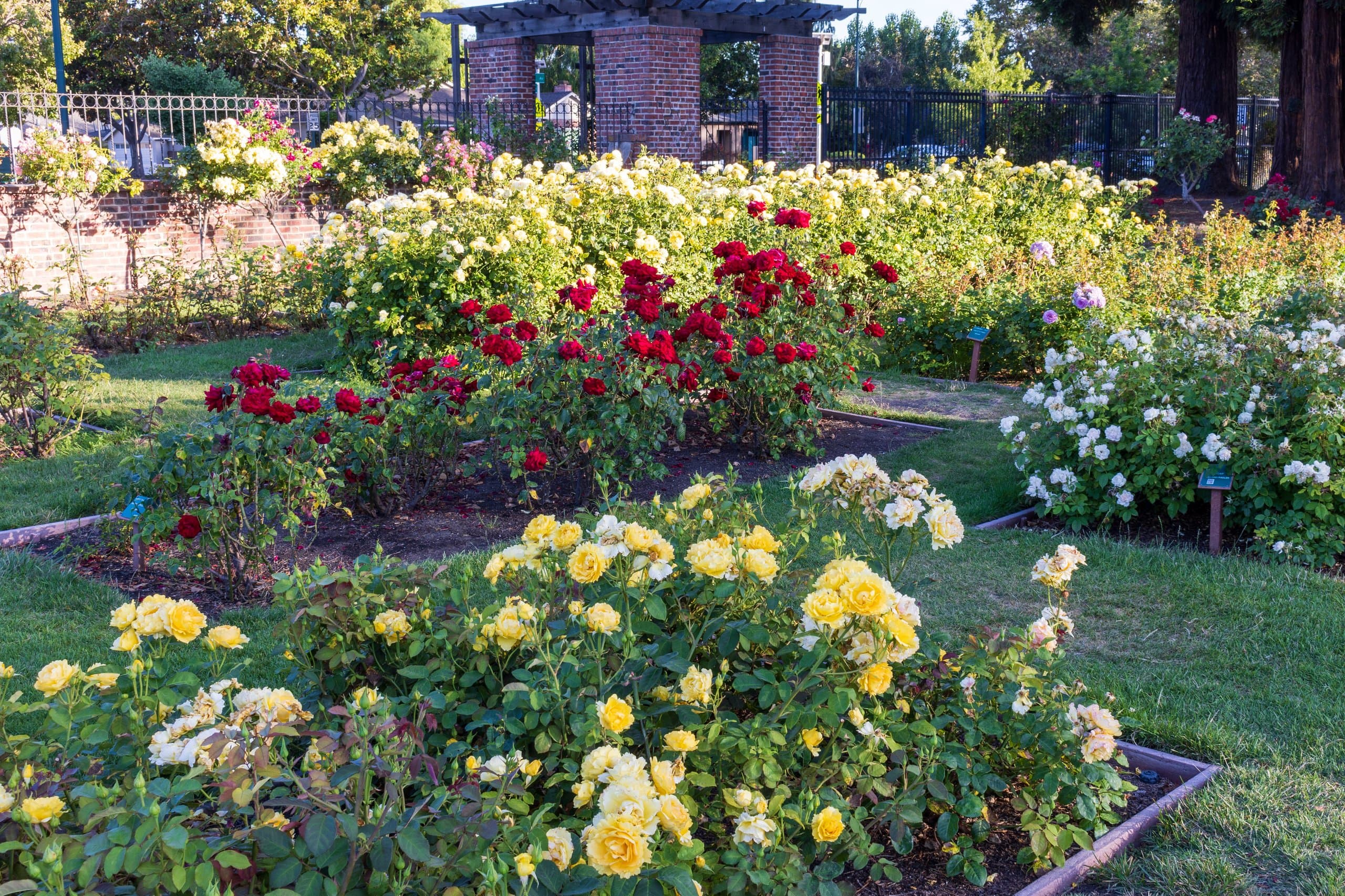Beds of red, yellow, and white roses at the San Jose Municipal Rose Garden